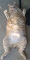 Fatcat01.JPG