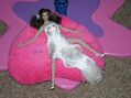 IMG_1275__as.jpg