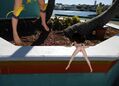 Filename=S_C_002_sr.jpg
Filesize=138KiB
Dimensions=1024x739
Date added=Aug 28, 2021 S_C_002_sr.jpg