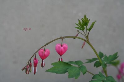 IMG_9845__s.JPG